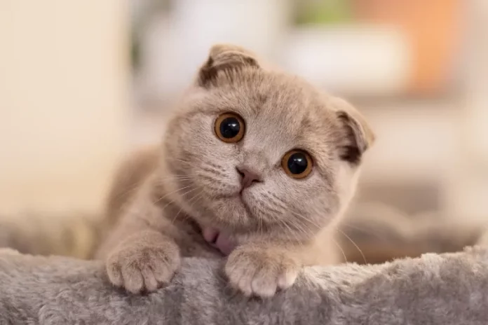 scottish fold