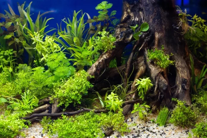 tanaman aquascape