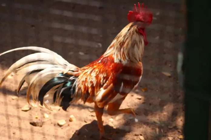 ternak ayam kampung ternak ayam kampung