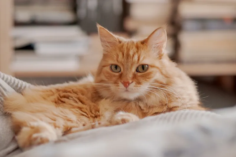 nama kucing lucu