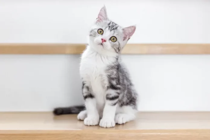 nama kucing lucu