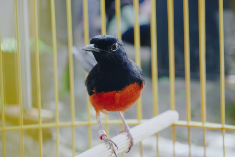 Harga Burung Murai Batu