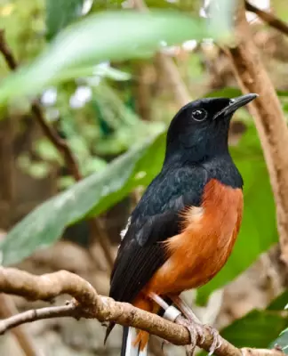 Harga Burung Murai Batu