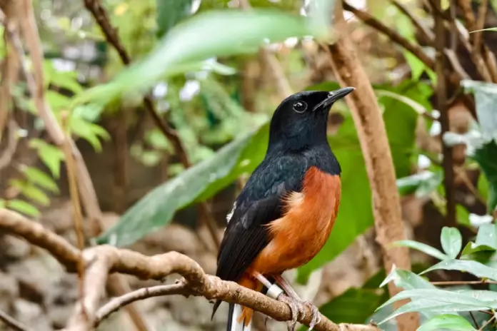Harga Burung Murai Batu