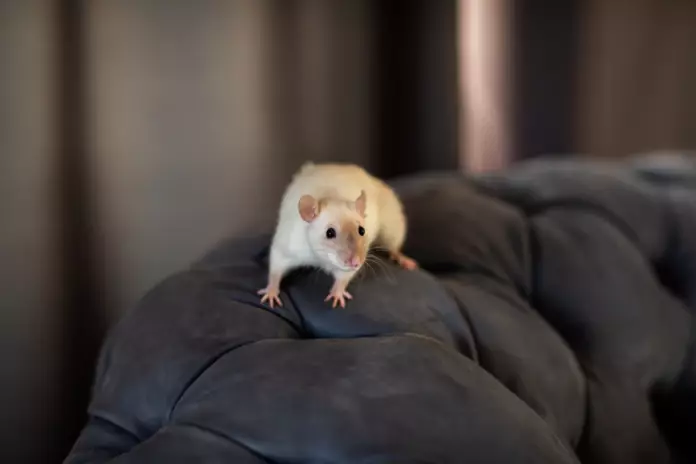cara mengusir tikus di kamar