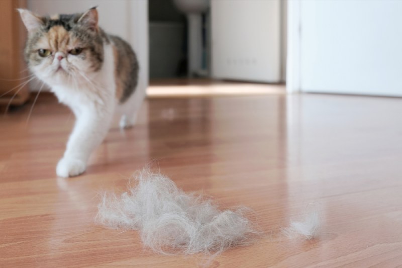 kenapa bulu kucing rontok