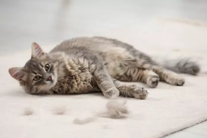 kenapa bulu kucing rontok