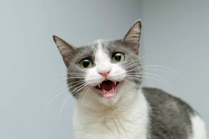kenapa kucing mengeong terus