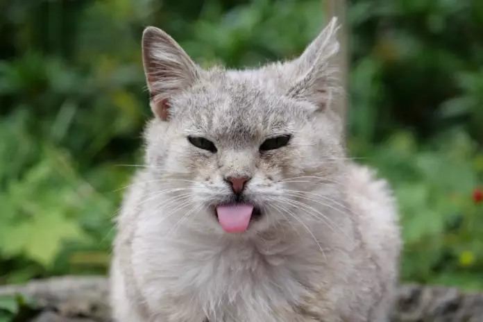bau yang tidak disukai kucing