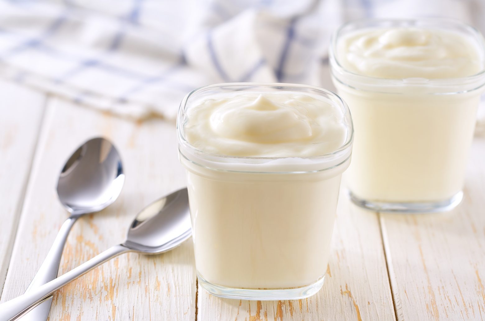 obat jamur kucing yogurt