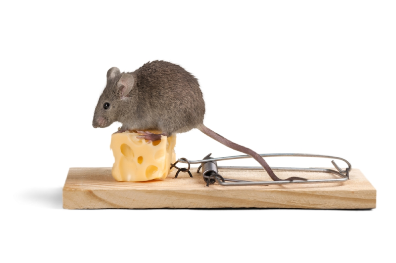 Cara Membasmi Tikus