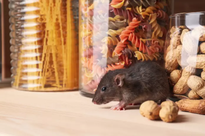 cara membasmi tikus