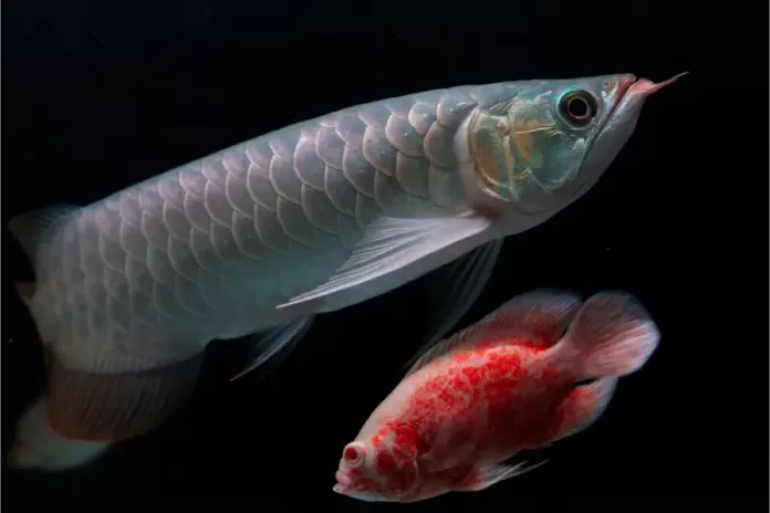 10 Ikan Hias Pembawa Keberuntungan Menurut Feng Shui ikan hias