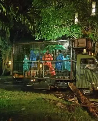 Safari Malam Taman Safari Bogor Semakin Meriah Selama Libur Nataru Taman Safari