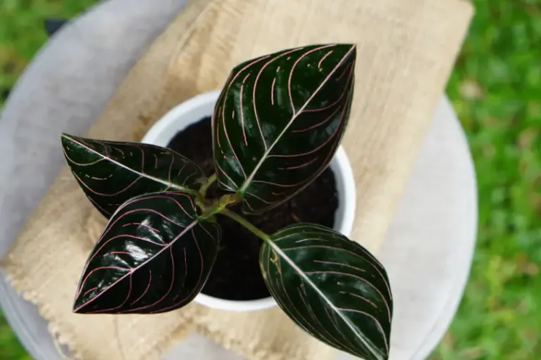 Ini 10 Jenis Aglonema yang Paling Populer dan Banyak Dicari 