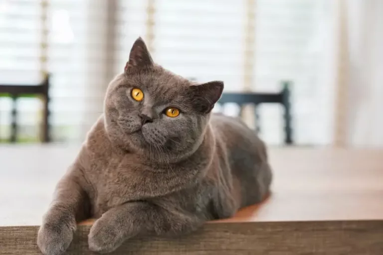 Kucing BSH, Kucing ‘Ningrat’ Asal Inggris, Kenali Ciri-Ciri, Karakter, dan Perawatannya