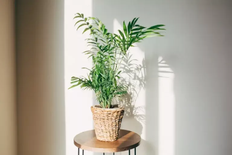 Jenis Pohon Palem yang Bisa Ditanam di Dalam Ruangan