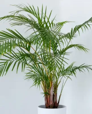 Jenis Pohon Palem dan Cara Merawatnya Pohon palem