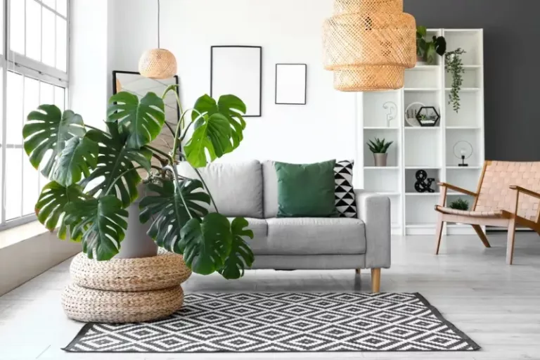 10 Rekomendasi Tanaman Hias Indoor yang Mudah Dirawat
