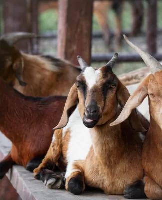 harga hewan kurban terbaru 2026