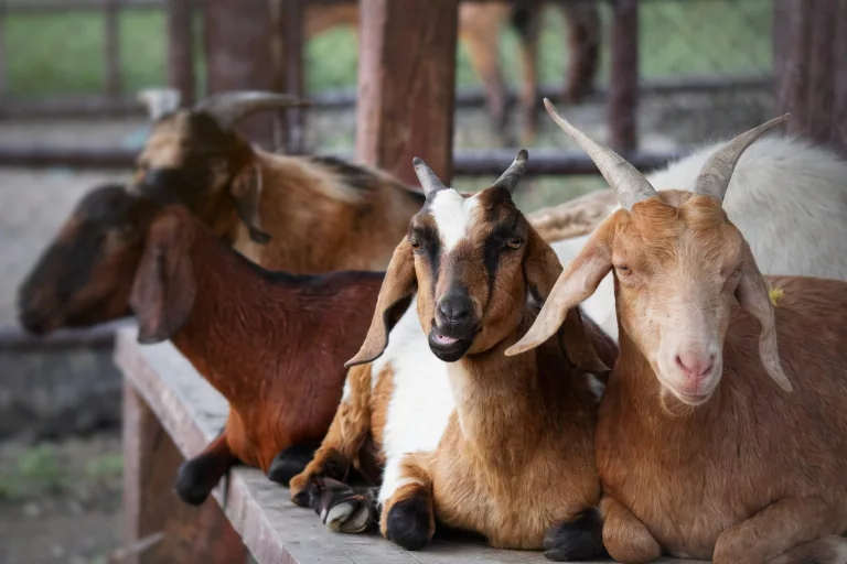 Harga Hewan Kurban Terbaru 2026: Kambing & Sapi Terlengkap
