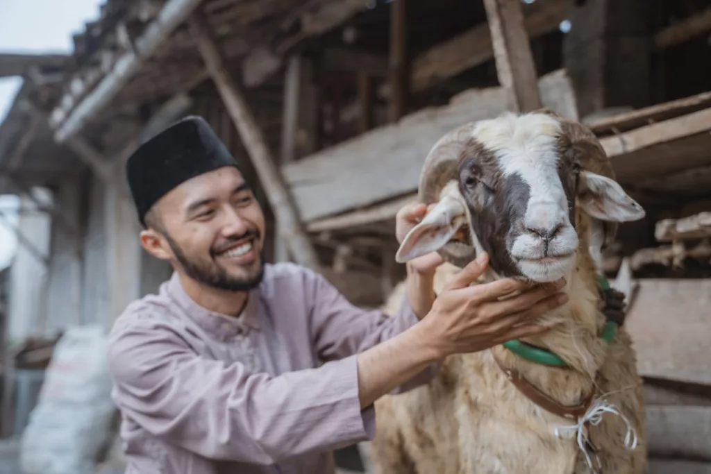 Harga Kambing kurban 2026
