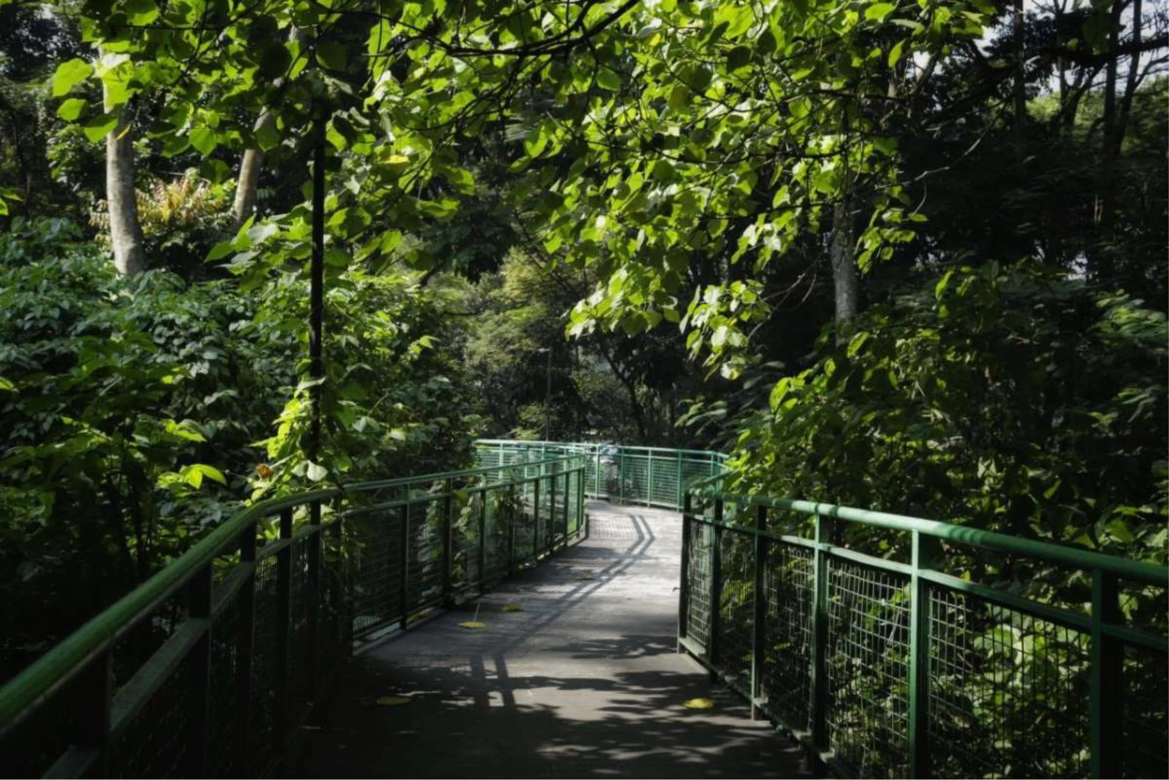 Hutan-Kota-Babakan-Siliwangi